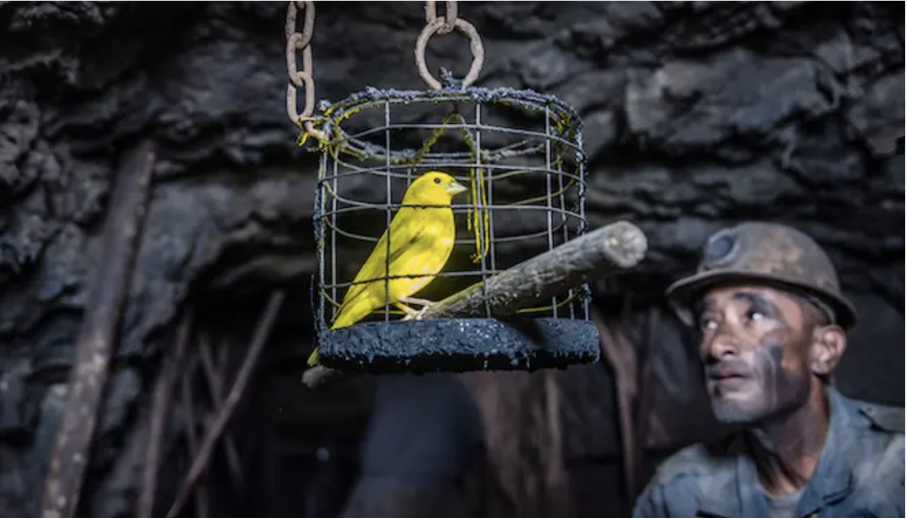 The Canary in the Lecture Hall — a canary in a coal mine cage